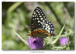 صورة Speyeria nokomis Edwards 1862