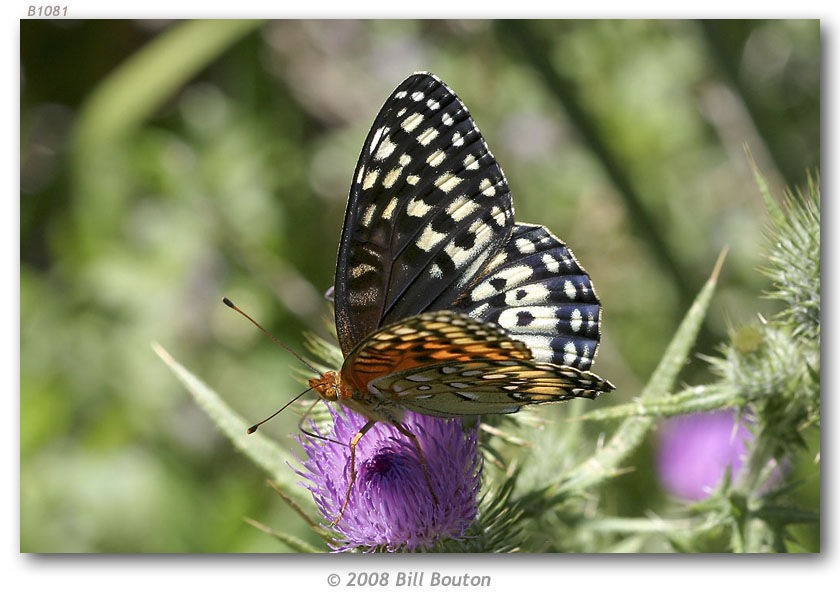 صورة Speyeria nokomis Edwards 1862