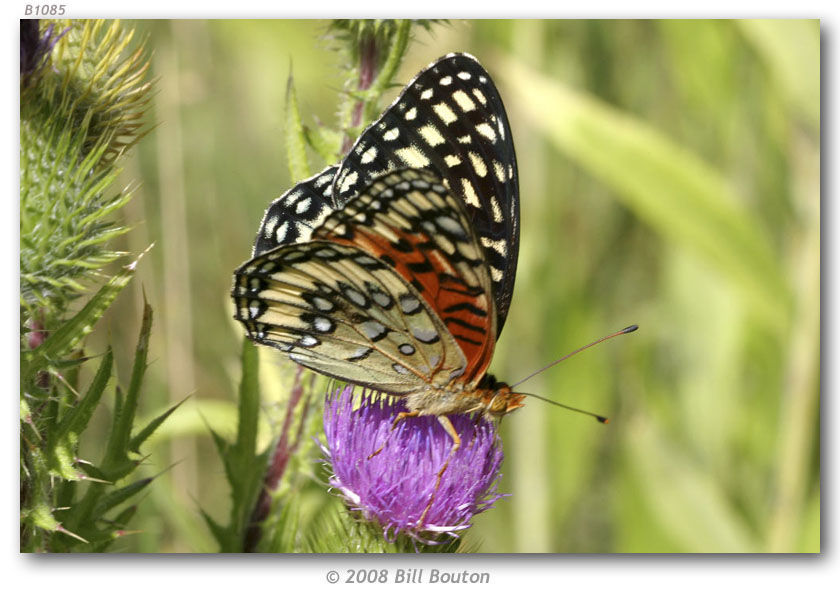 صورة Speyeria nokomis Edwards 1862