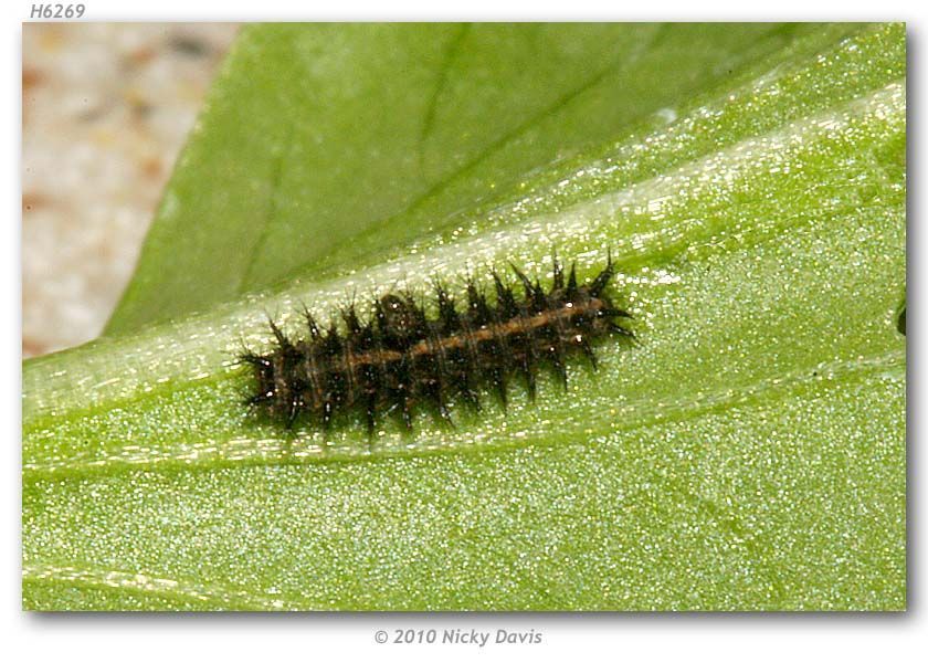 Image of Nokomis Fritillary