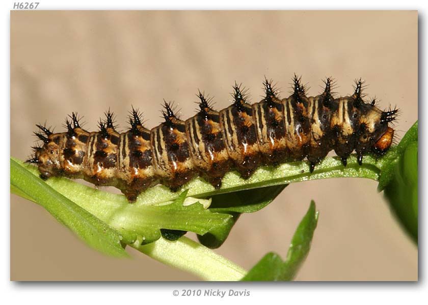 Image of Nokomis Fritillary