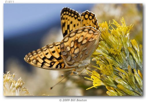 Image de Speyeria zerene Boisduval 1852