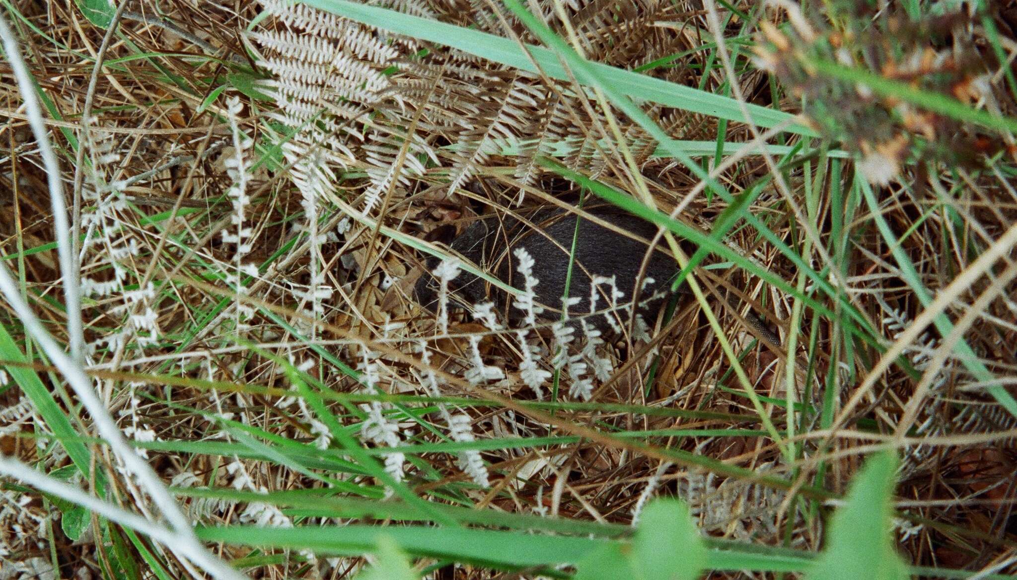 Image of Woolly Giant Rat