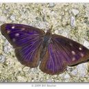 Image of Dingy Purplewing