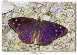 Image of Purplewings