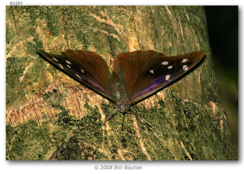 Image of Purplewings