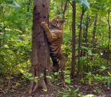 Image of Javan Tiger