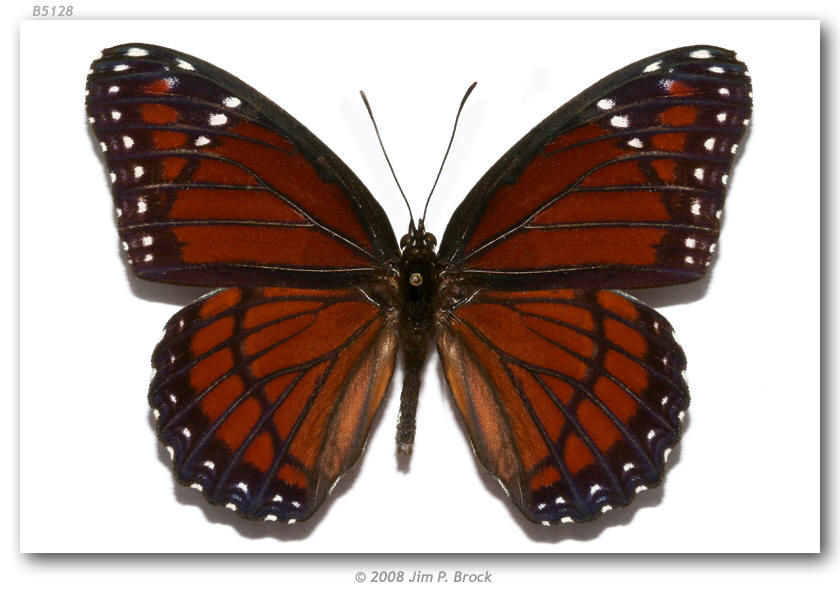 Image of Viceroy