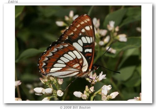 Limenitis lorquini Boisduval 1852的圖片