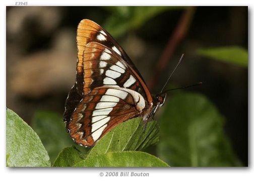 Image of Lorquin's Admiral