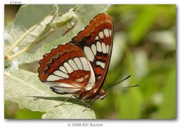 Image of Lorquin's Admiral