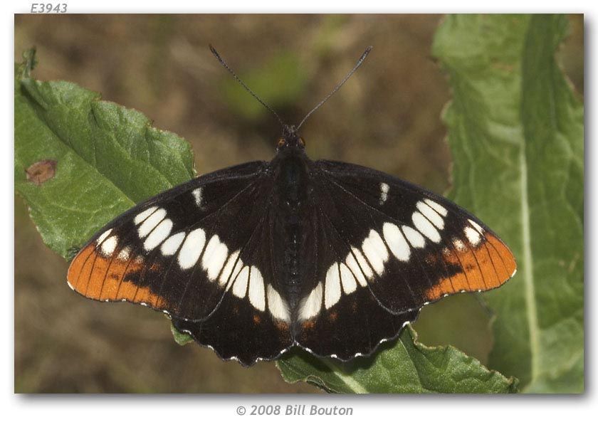 Image of Lorquin's Admiral