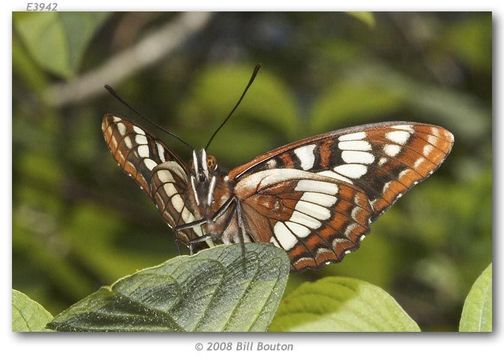 Image of Lorquin's Admiral