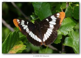 Image of Lorquin's Admiral