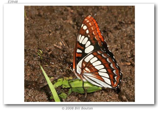 Image of Lorquin's Admiral