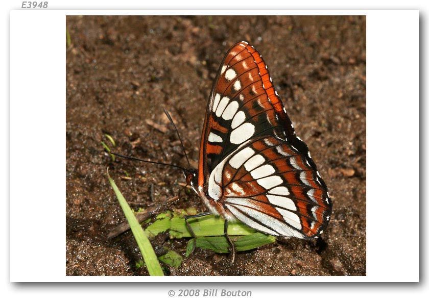 Image of Lorquin's Admiral