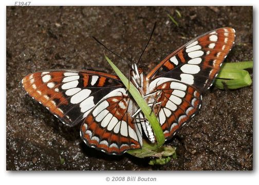 Image of Lorquin's Admiral