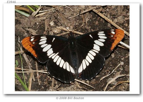 Image of Lorquin's Admiral