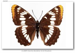 Image of Lorquin's Admiral