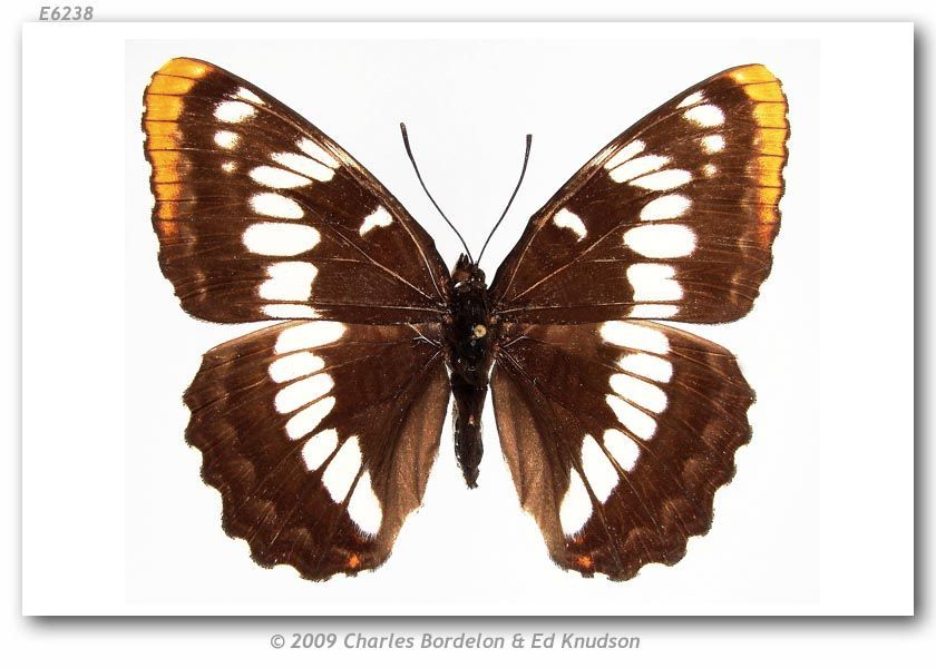 Image of Lorquin's Admiral