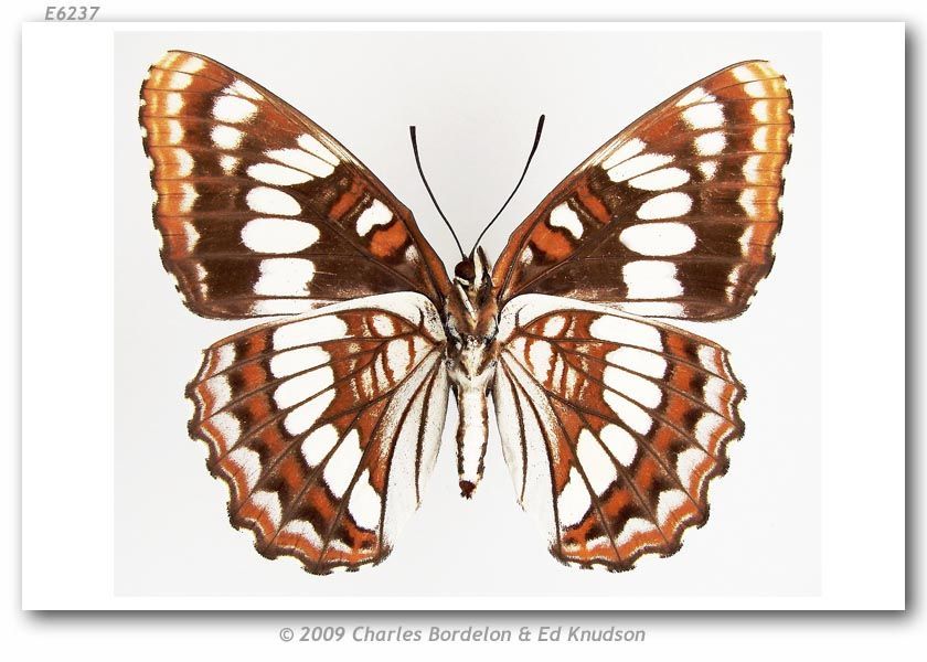 Image of Lorquin's Admiral