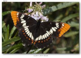 Image of Lorquin's Admiral