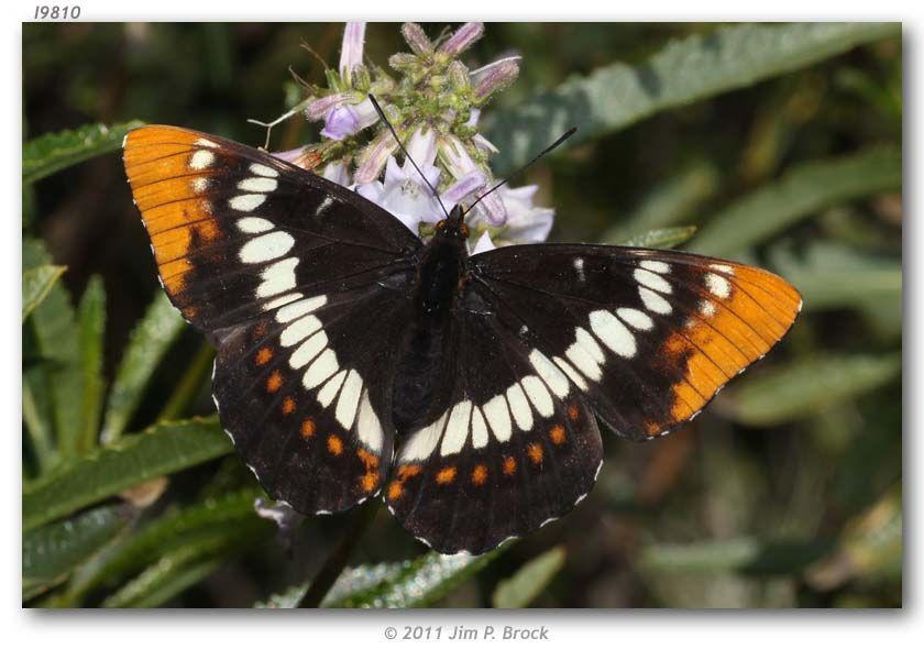 Image of Lorquin's Admiral