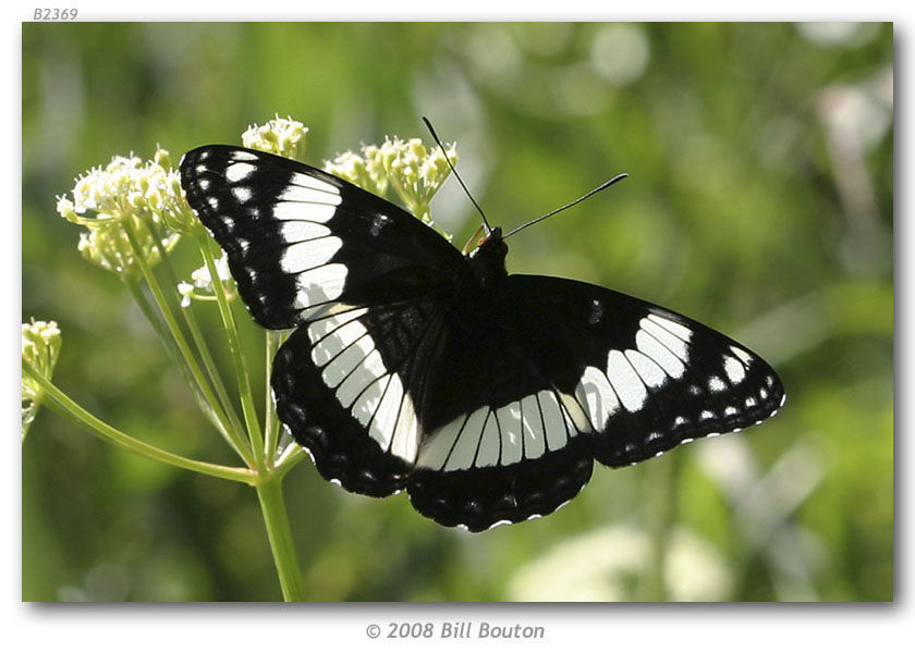 Image of Weidemeyer's Admiral