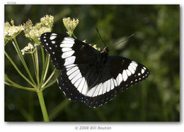 Image of Weidemeyer's Admiral