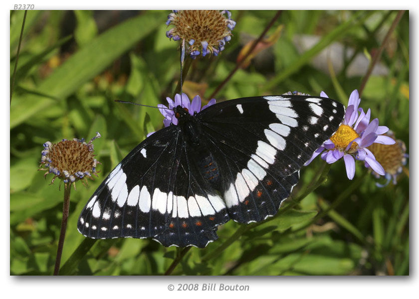 Image of Weidemeyer's Admiral