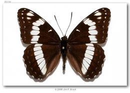 Image of Weidemeyer's Admiral