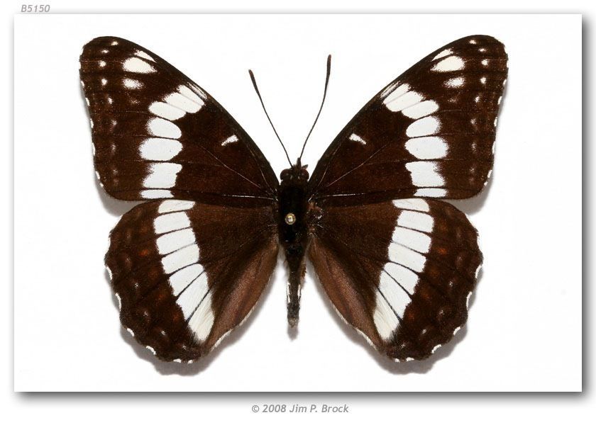 Image of Weidemeyer's Admiral