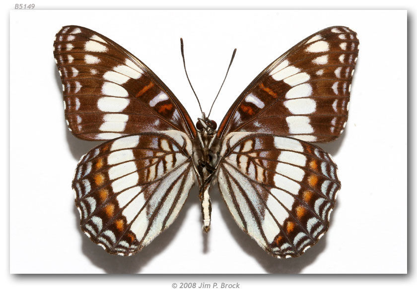 Image of Weidemeyer's Admiral