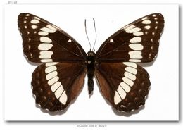 Image of Weidemeyer's Admiral