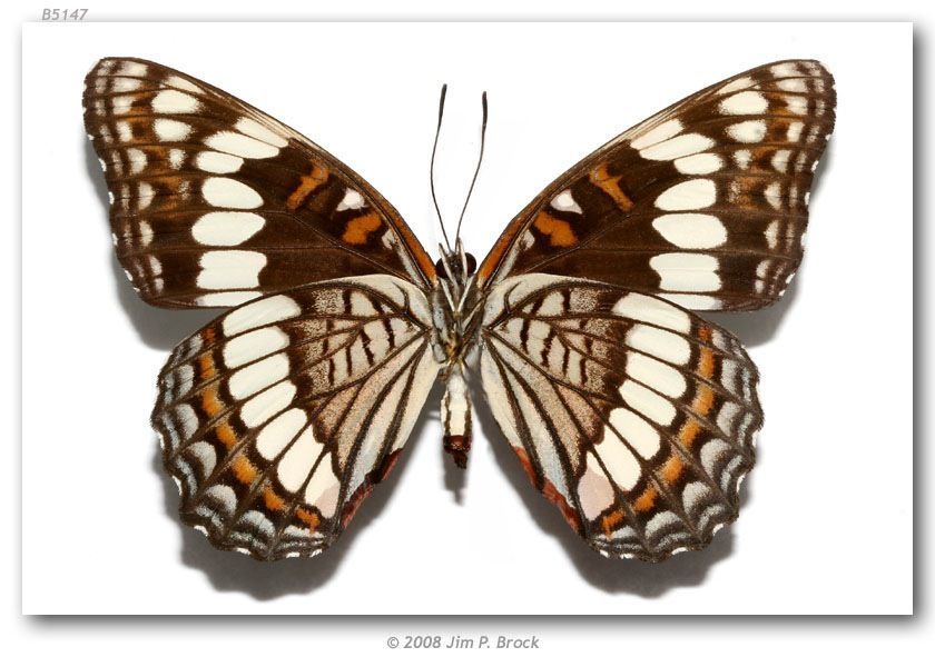 Image of Weidemeyer's Admiral