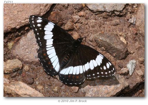 Image of Weidemeyer's Admiral