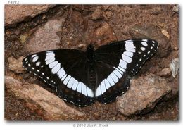 Image of Weidemeyer's Admiral