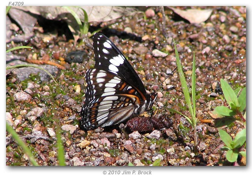 Image of Weidemeyer's Admiral