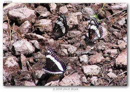 Image of Weidemeyer's Admiral