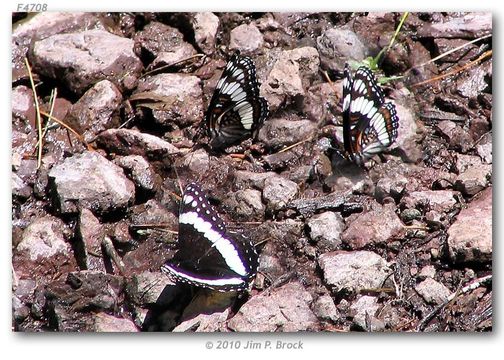 Image of Weidemeyer's Admiral