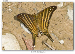 Image of Many-banded Daggerwing