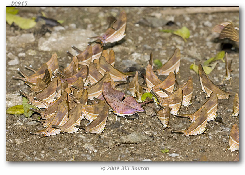 Image of Many-banded Daggerwing