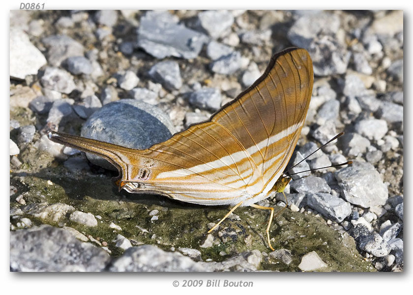 Image of Many-banded Daggerwing