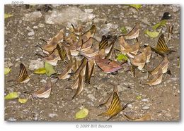 Image of Many-banded Daggerwing