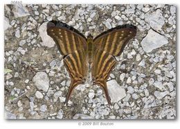 Image of Many-banded Daggerwing