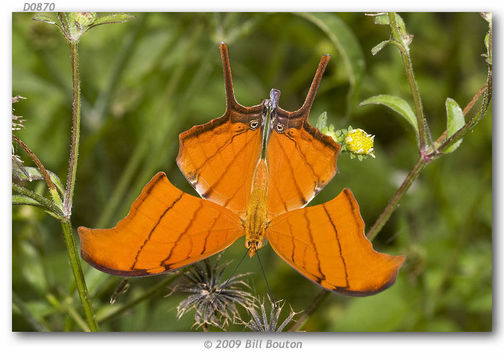 Image of Ruddy Daggerwing