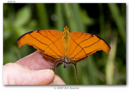 Image of Ruddy Daggerwing