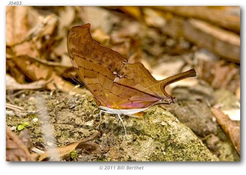 Image of Daggerwings