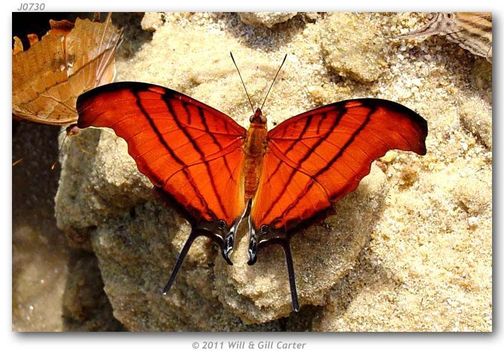 Image of Daggerwings