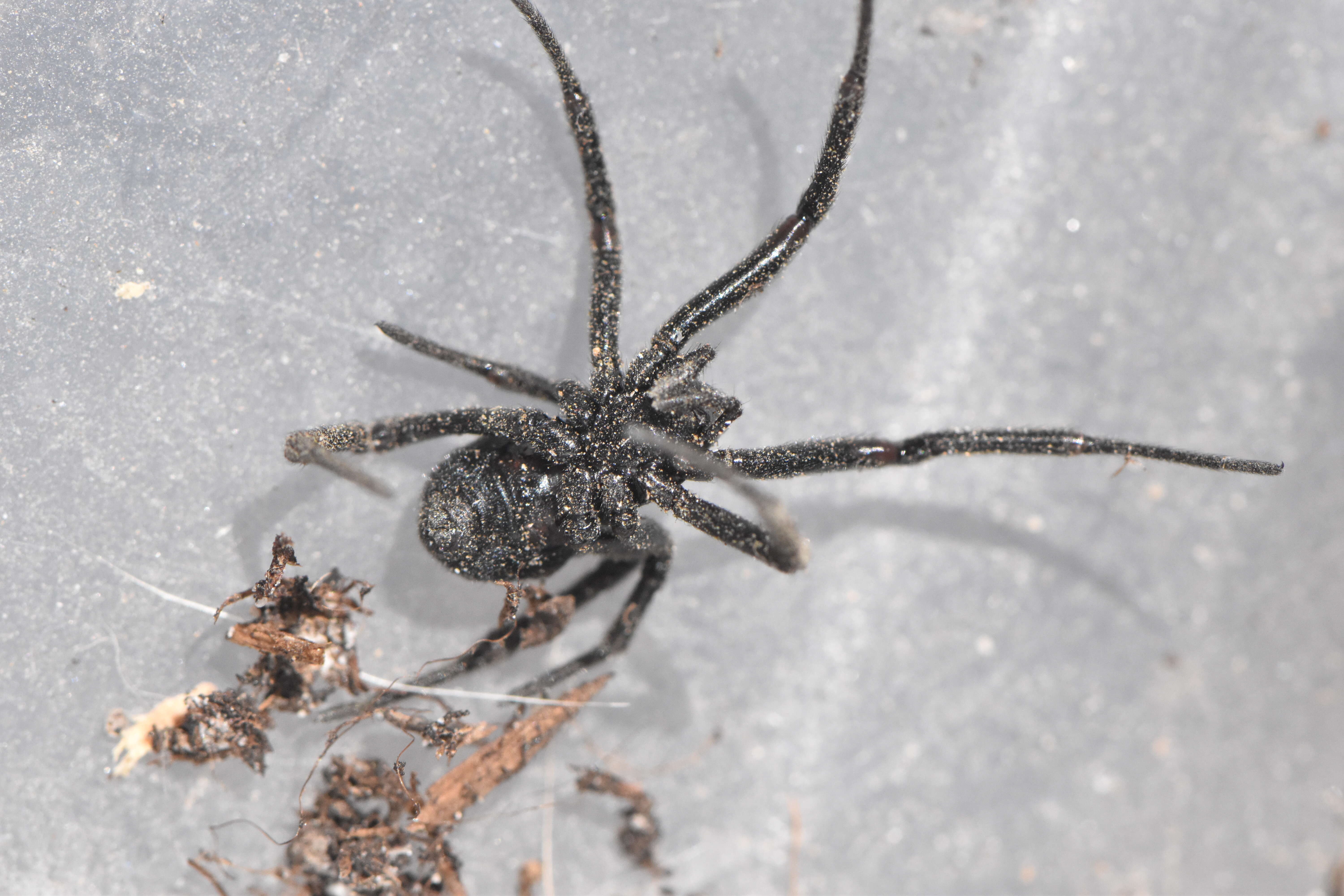 Image of Steatoda paykulliana (Walckenaer 1806)